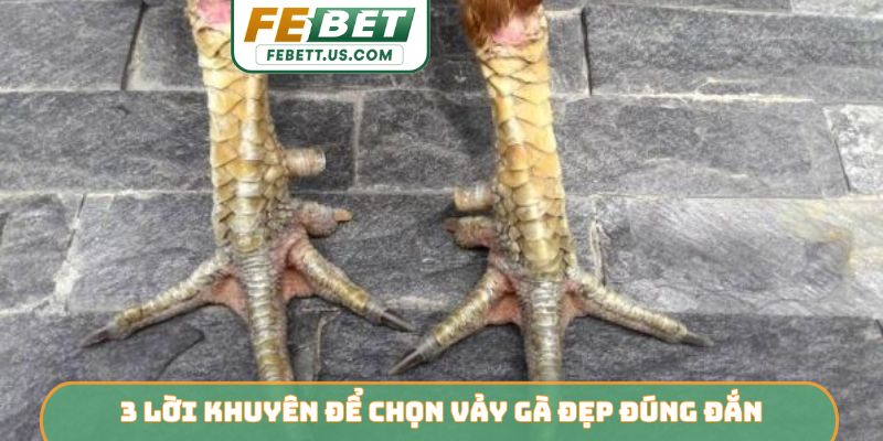 3 lời khuyên để chọn vảy gà đẹp đúng đắn