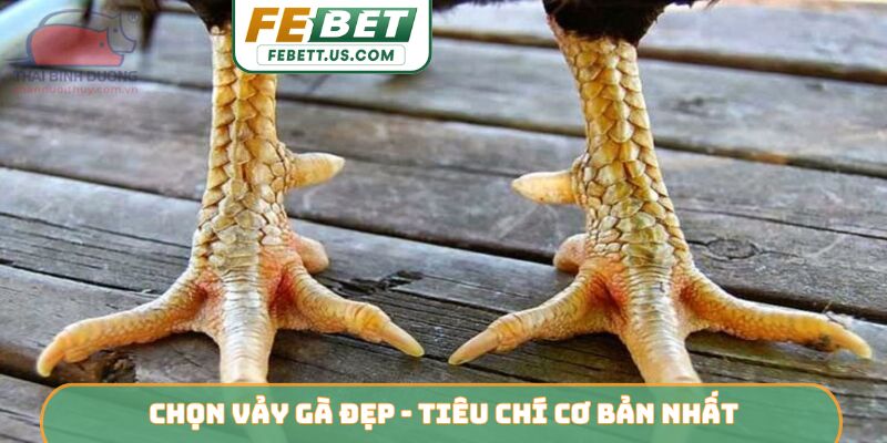 Chọn vảy gà đẹp - Tiêu chí cơ bản nhất